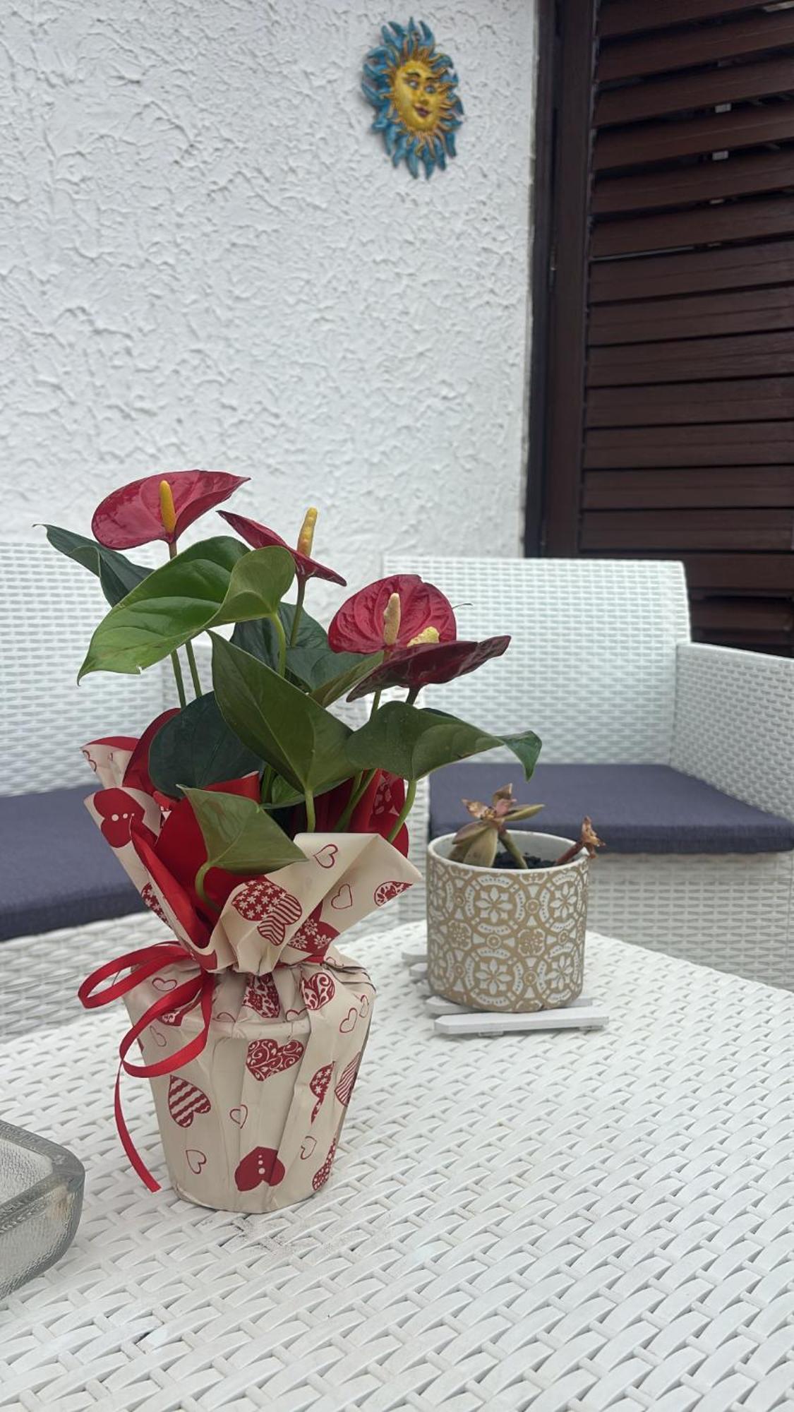 Appartamento Giardini Naxos Butterflies Home Schiso Exterior foto